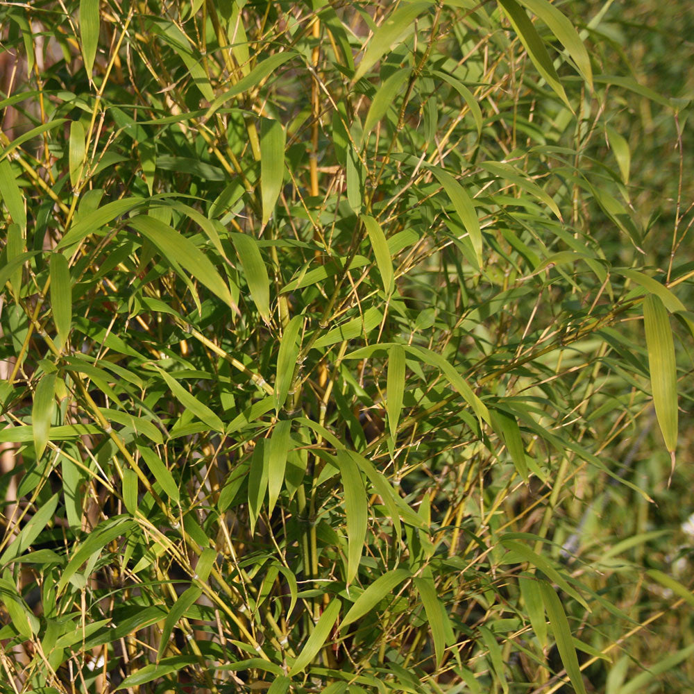 Phyllostachys aurea - Golden Bamboo | Mail Order Trees