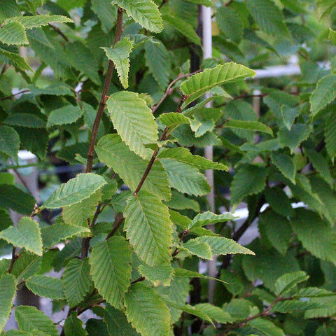 Carpinus betulus lucas