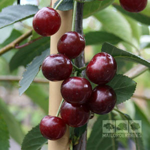 Prunus Morello - Morello Cherry Tree | Mail Order Trees