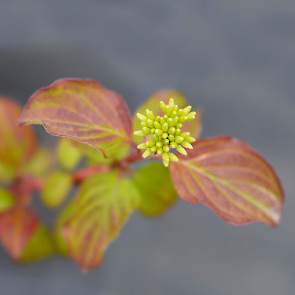 Image of Close-up of Midwinter Fire dogwood tree flowers