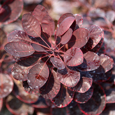 royal purple tree