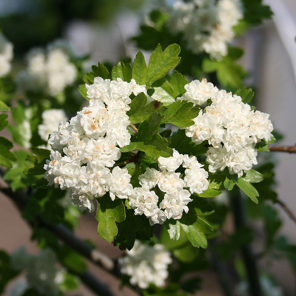 Crataegus laevigata Plena - Midland Hawthorn Tree - Mail ...