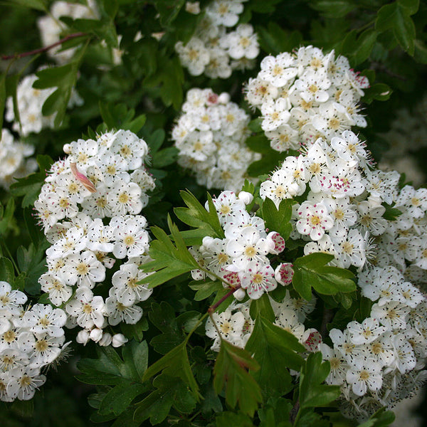 Crataegus monogyna - Common Hawthorn Tree – Mail Order Trees