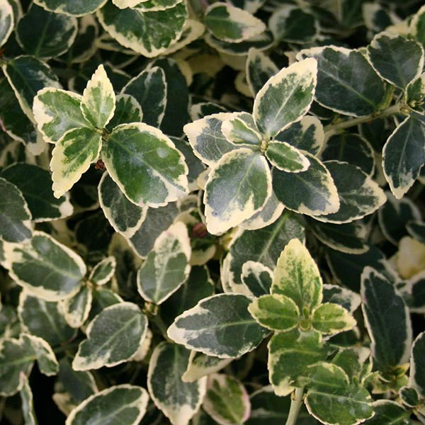 Euonymus Emerald Gaiety - Evergreen Bittersweet – Mail Order Trees