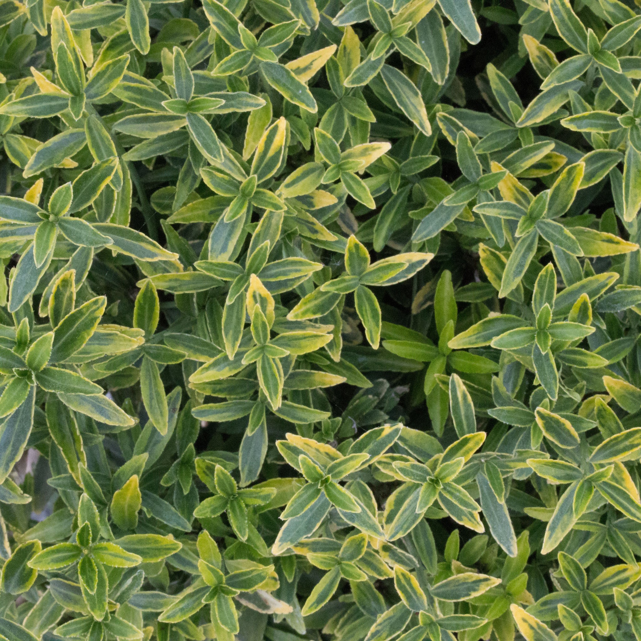 Euonymus Michrophyllus Pulchellus Mail Order Trees