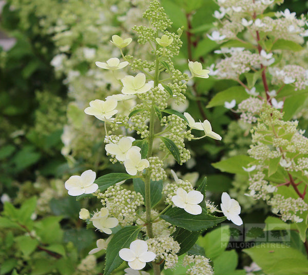 Hydrangea paniculata Kyushu  Hydrangea