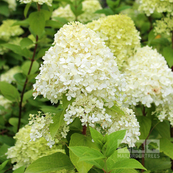 Hydrangea paniculata Limelight  Mail Order Trees