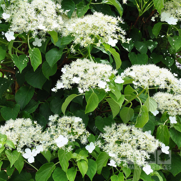 Hydrangea petiolaris  Climbing Hydrangea – Mail Order Trees