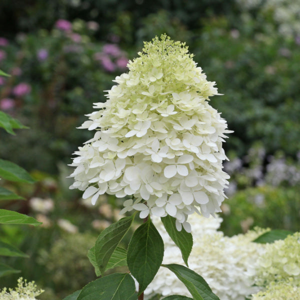 Image of Close-up of Phantom Hydrangea flowers