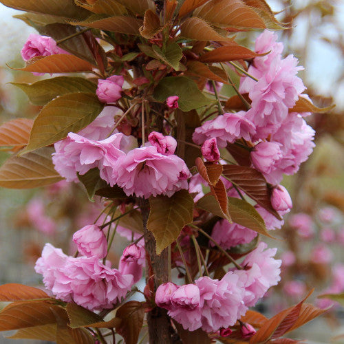 Prunus Kanzan - Flowering Cherry Tree | Mail Order Trees