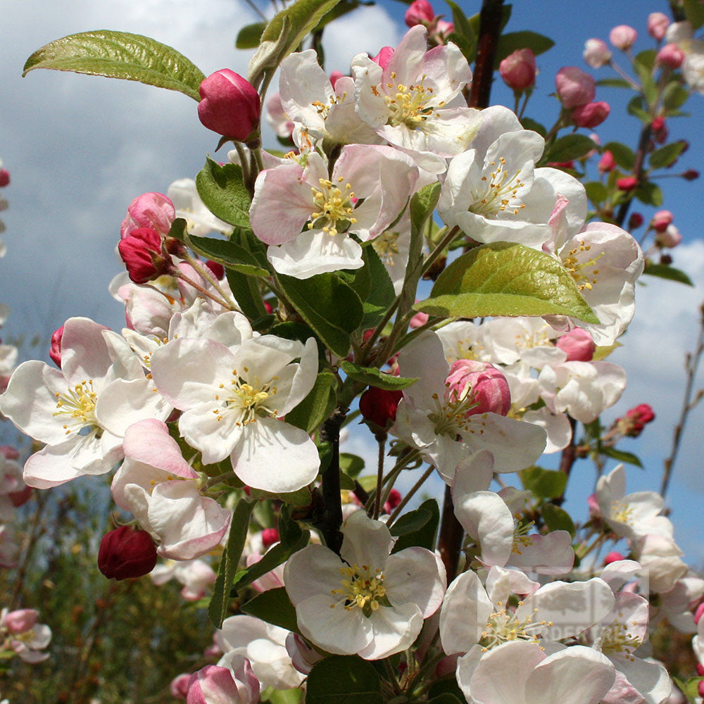 Malus Evereste - Crab Apple Tree | Mail Order Trees