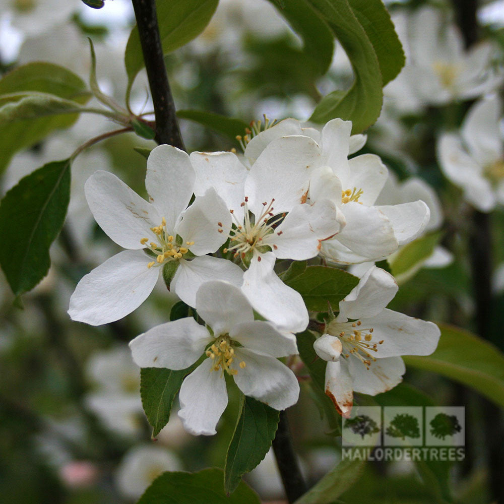 malus john downie crab apple tree