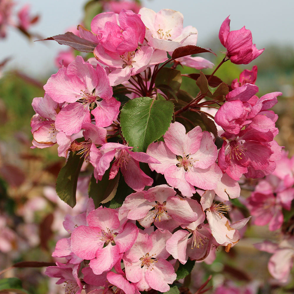 Malus Rudolph - Crab Apple Tree | Mail Order Trees