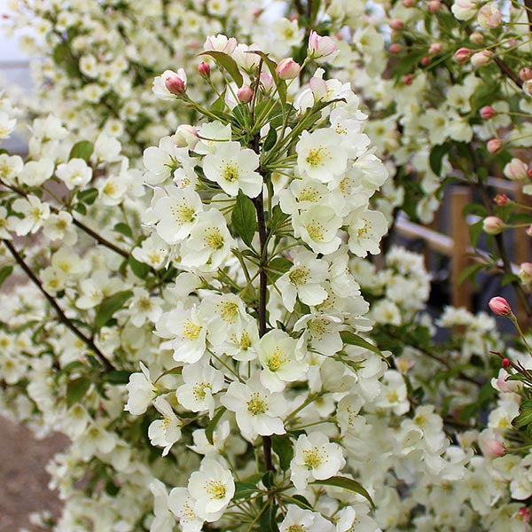 Malus Wedding Bouquet Crab Apple Tree Mail Order Trees