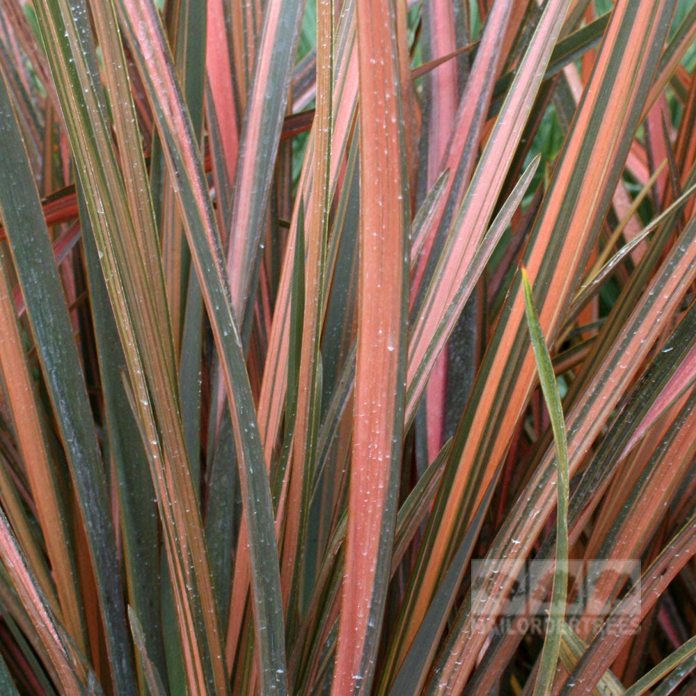 Phormium Rainbow Maiden New Zealand Flax Mail Order Trees