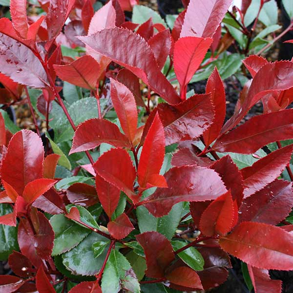 Photinia Red Robin Red Robin Tree Mail Order Trees