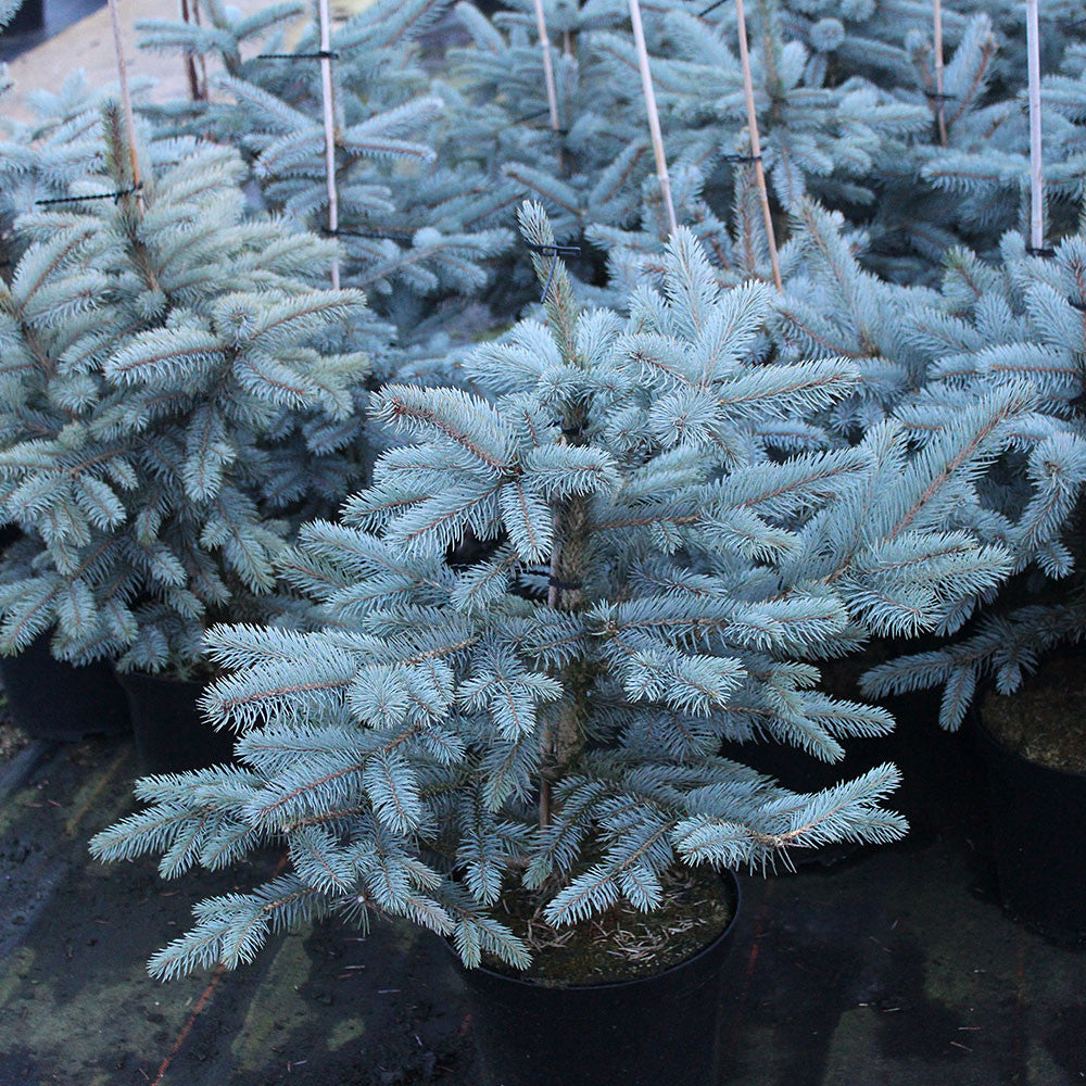 Picea Pungens Fat Albert Colorado Spruce Fat Albert Mail Order Trees