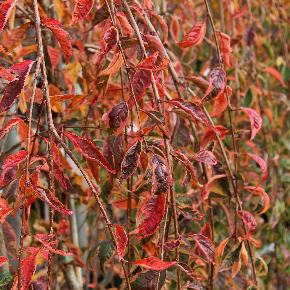 Prunus Frilly Frock - Weeping Cherry Tree  Mail Order Trees