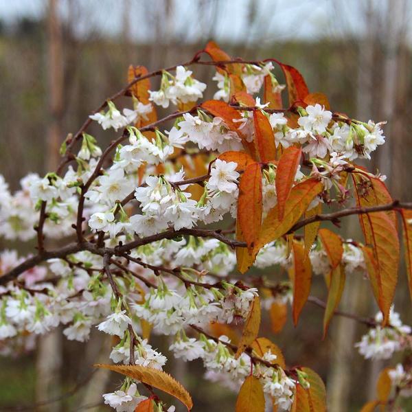 Prunus Autumnalis Autumn Cherry Tree Mail Order Trees