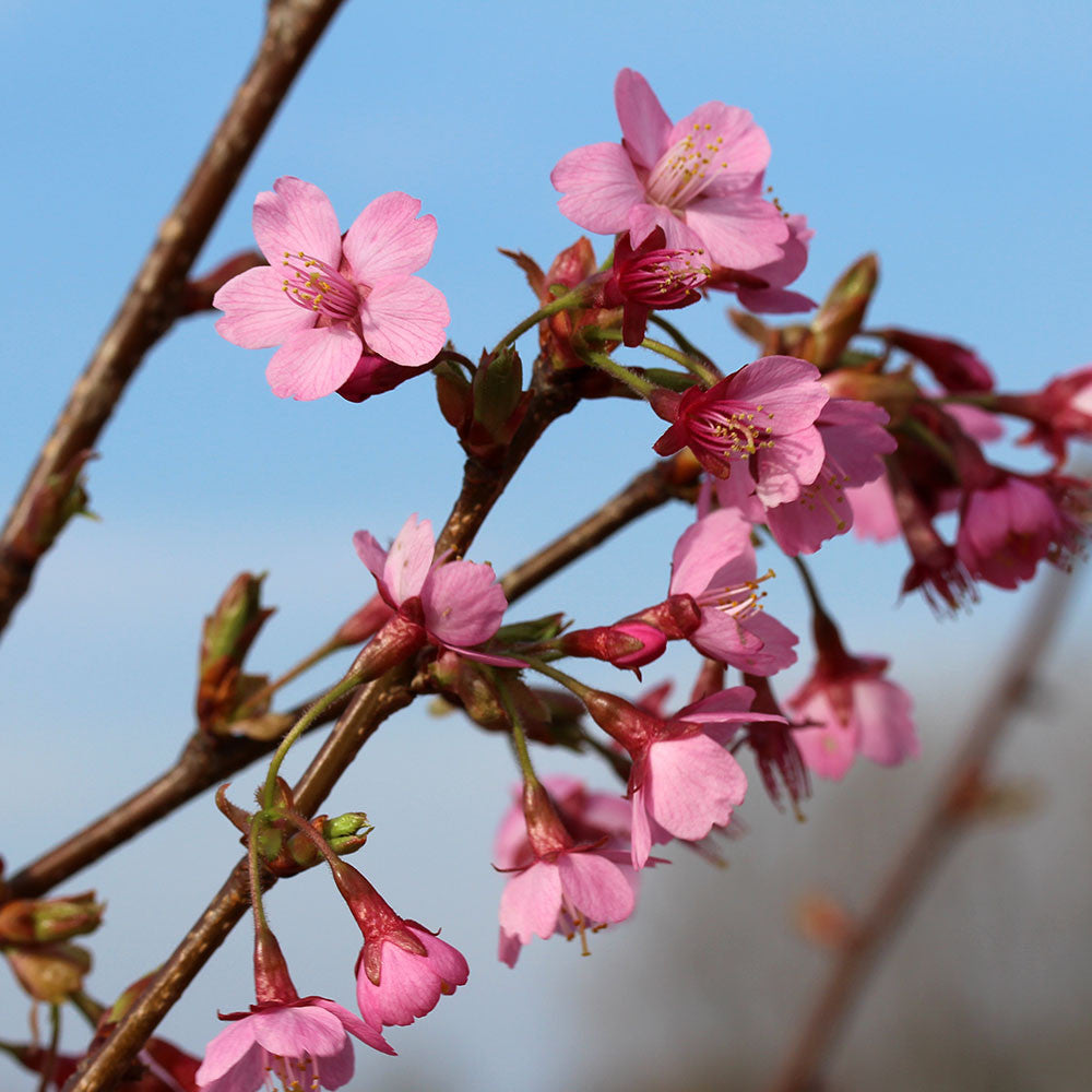 Prunus Kursar - Flowering Cherry Tree - Mail Order Trees