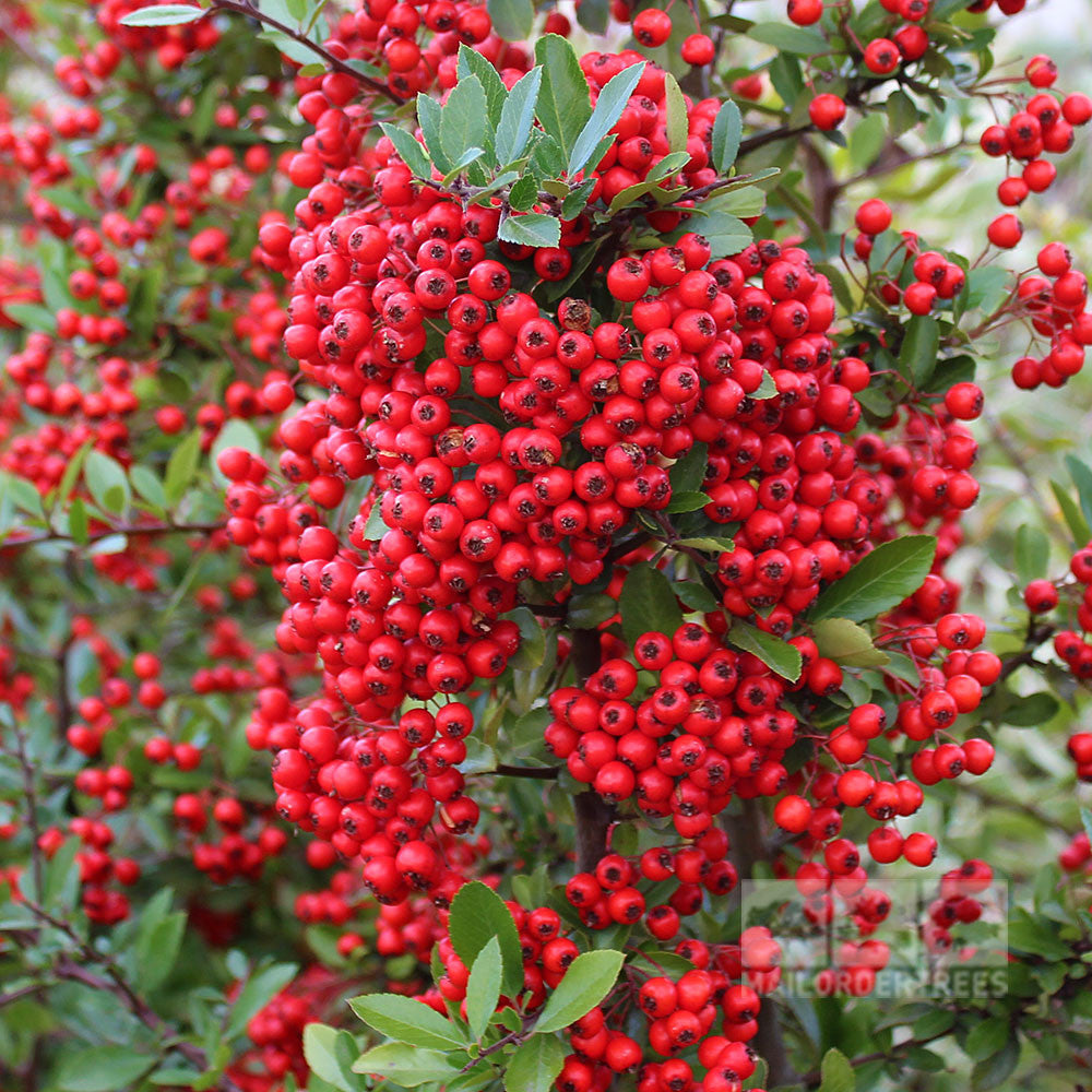 Pyracantha Red Column - Red Column – Mail Order Trees