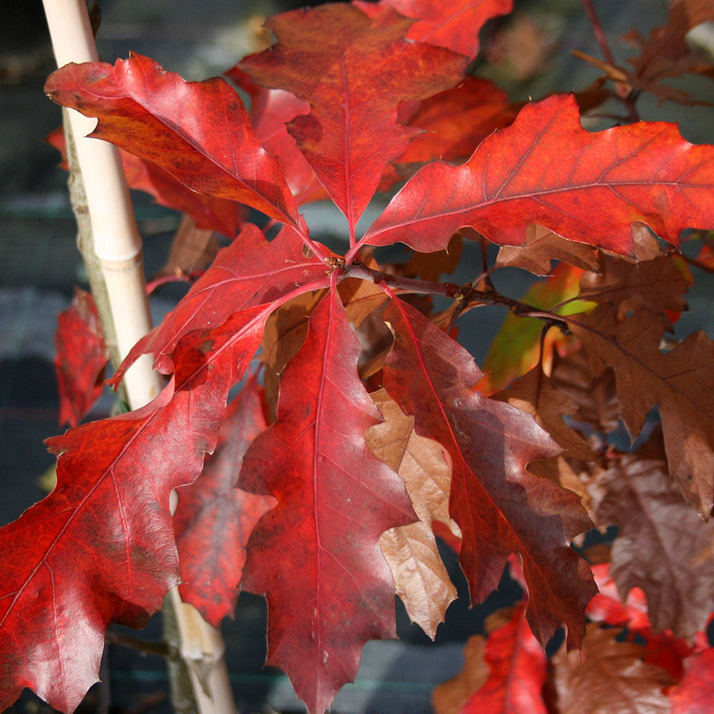 Дуб красный. Quercus rubra (дуб красный) 'Aurea'. Дуб красный, Северный Quercus rubra. Дуб красный (канадский, остролистный). Дуб канадский краснолистный.