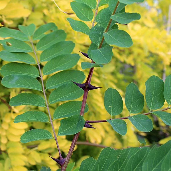 black locust tree flowers