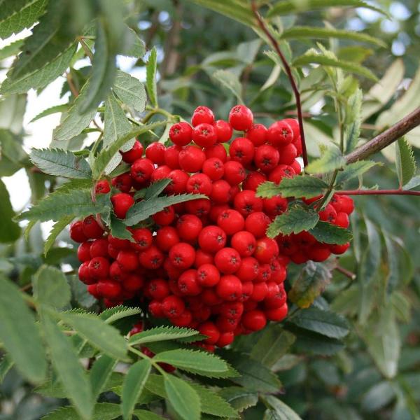 Sorbus aucuparia - Mountain Ash Rowan Tree – Mail Order Trees
