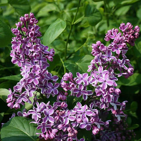 Syringa - Lilac Trees | Mail Order Trees