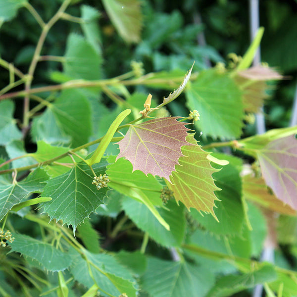 Tilia Henryana Henrys Lime Tree Mail Order Trees