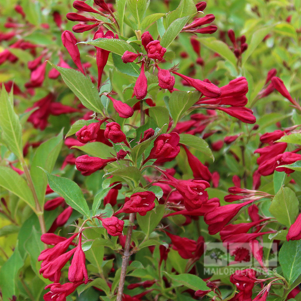 Weigela Red Prince - Red Prince Weigela – Mail Order Trees