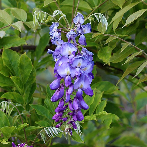 Wisteria Prolific - Blue Wisteria Plant - Mail Order Trees