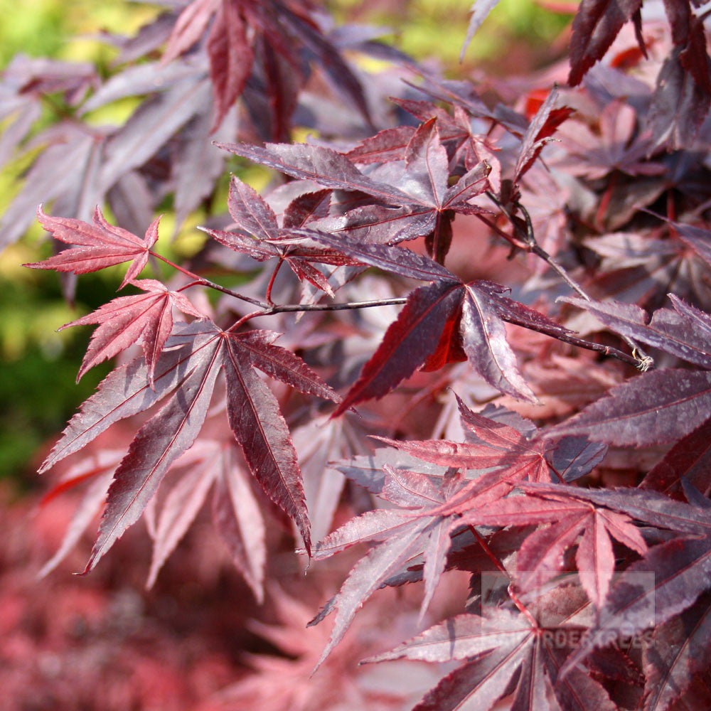 Acer Bloodgood Japanese Maple Tree Mail Order Trees