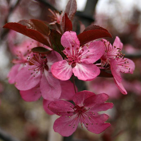 Crab Apple Trees For Sale - Malus | Mail Order Trees