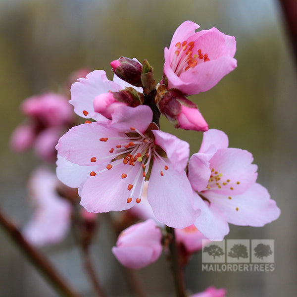 Prunus dulcis - Flowering Almond Tree – Mail Order Trees