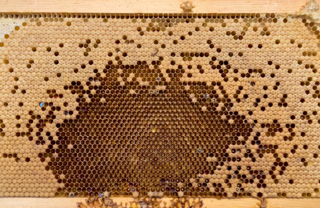 Honeybee brood, baby bees