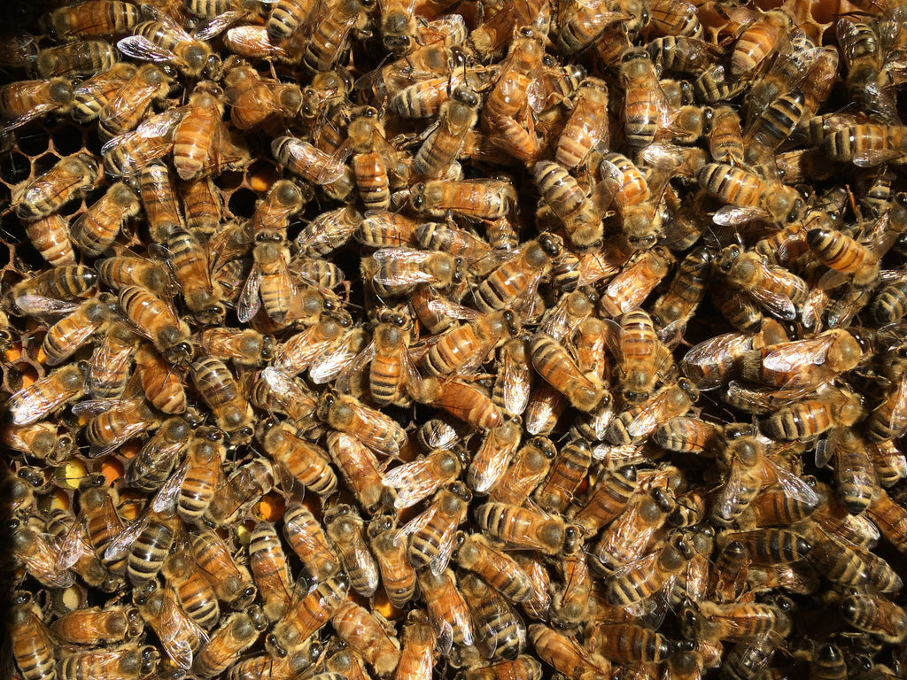 Sustainably kept treatment free backyard bees on honey comb