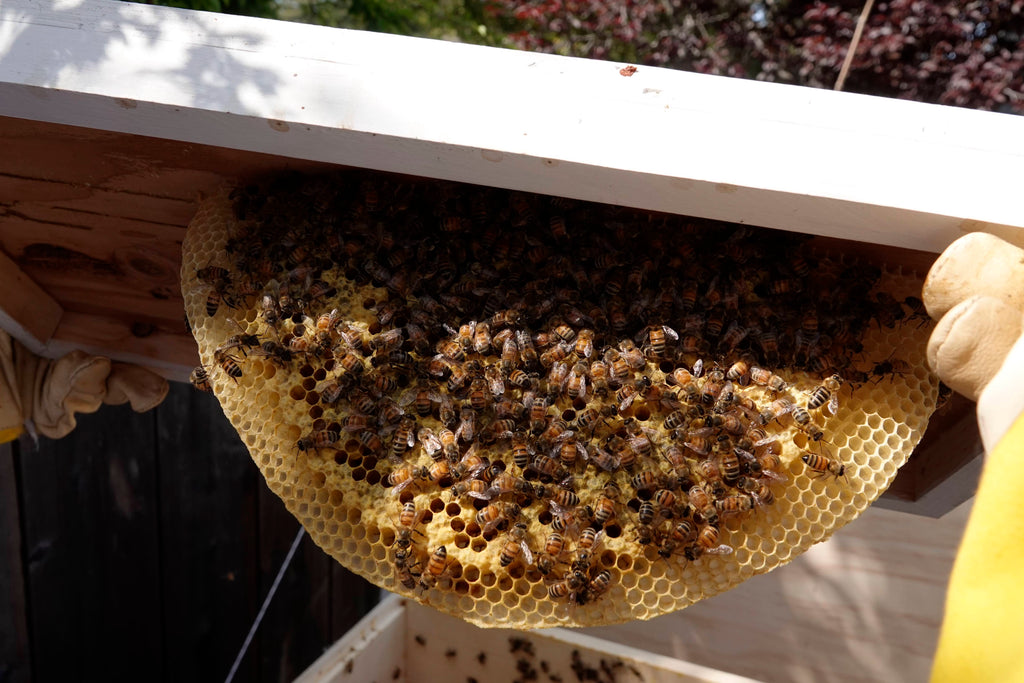 Beehive with honey comb