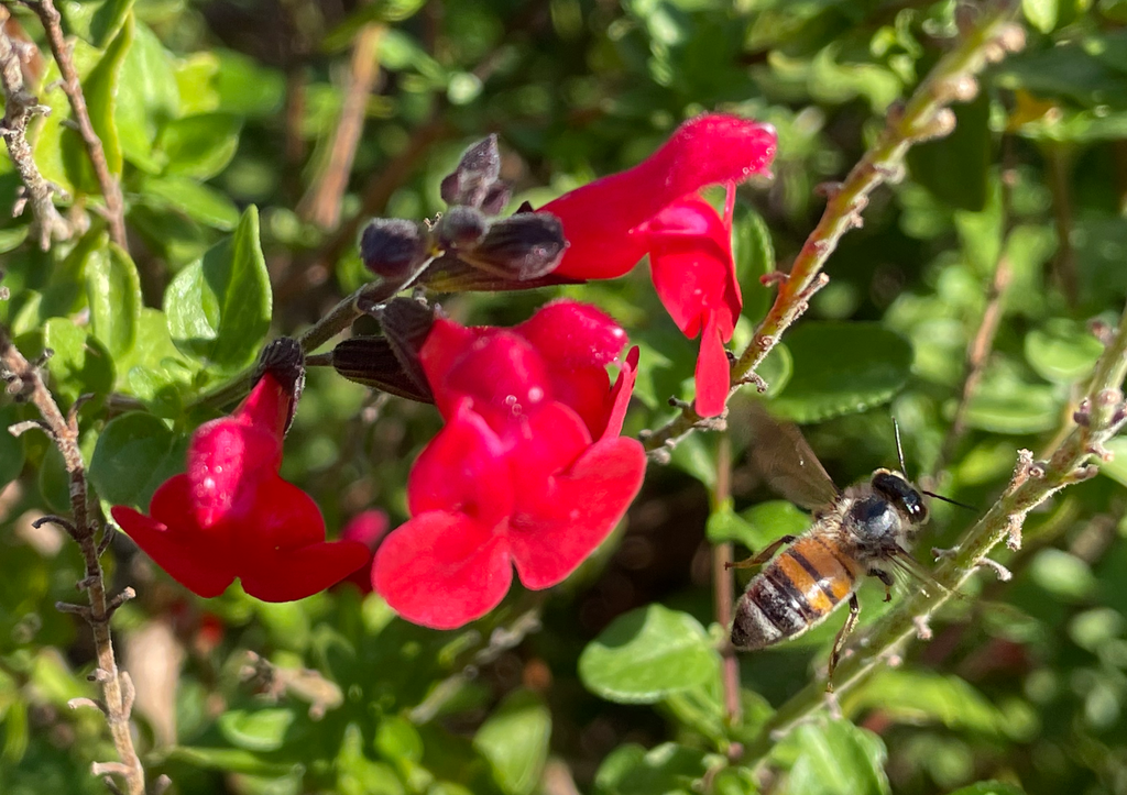 Honeybee on red flower
