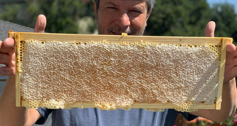 Beekeeper holds a frame of honey in the San Francisco Bay Area