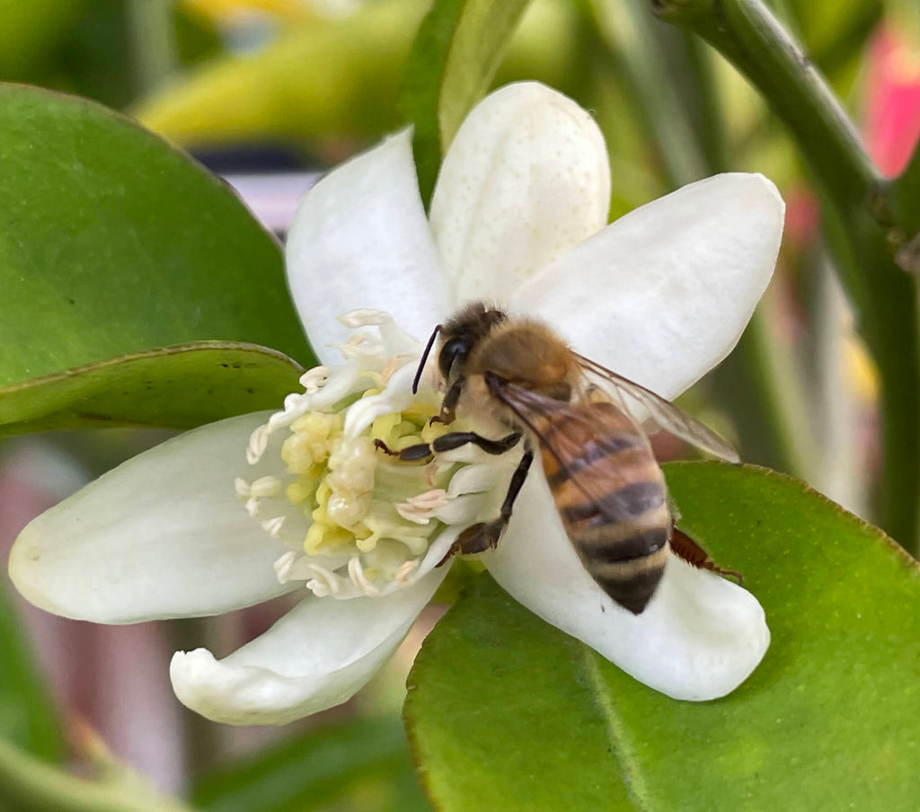 Honeybee collecting orange nectar