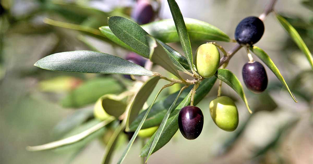 Organic olives on a tree branch