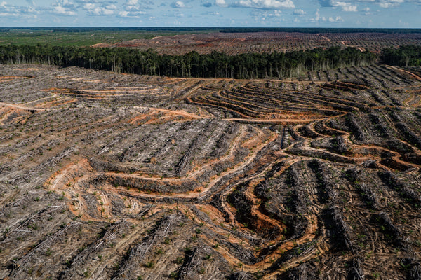 Deforestation to replace forests with palm