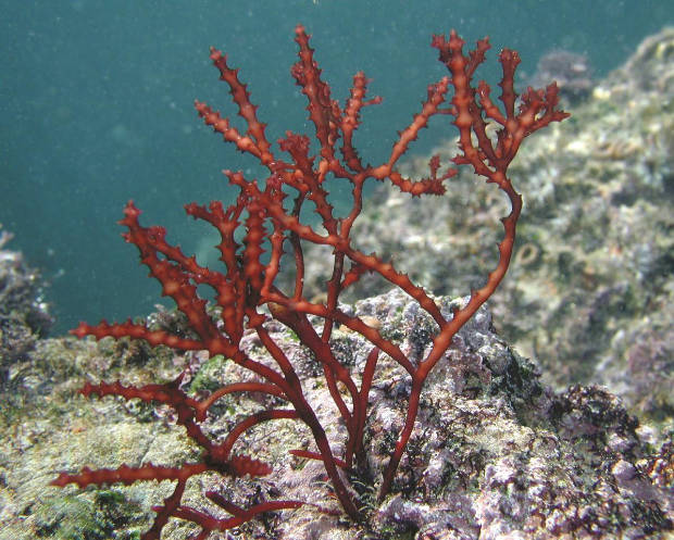Biologische gelatinemiddel wordt van rode zeewier/alg gemaakt.