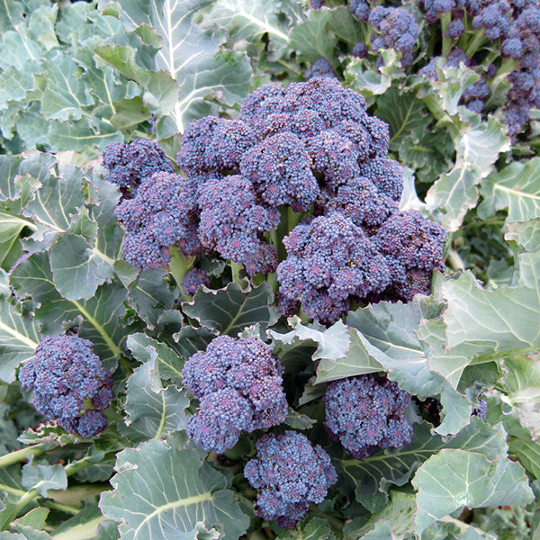 Broccoli, Sprouting - Mendocino F1 Untreated Seeds - Osborne Quality Seeds product image