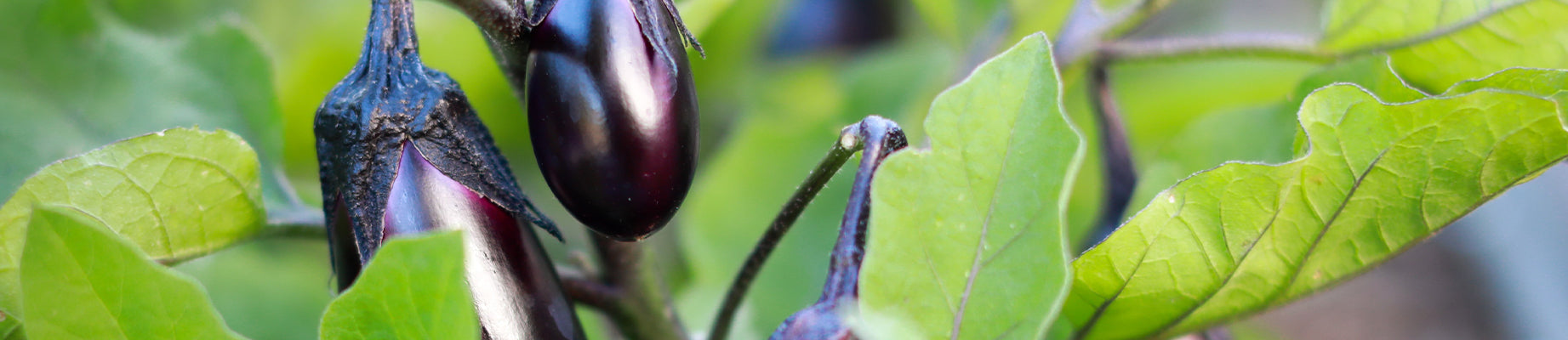 Organic eggplant seed supplier for farms and farming