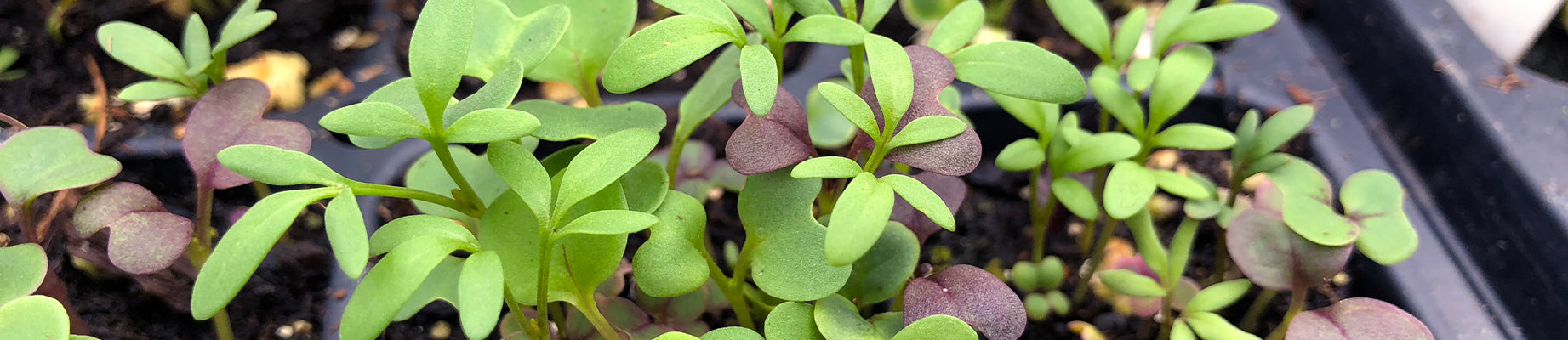 Organic microgreen seed supplier for farms and farming