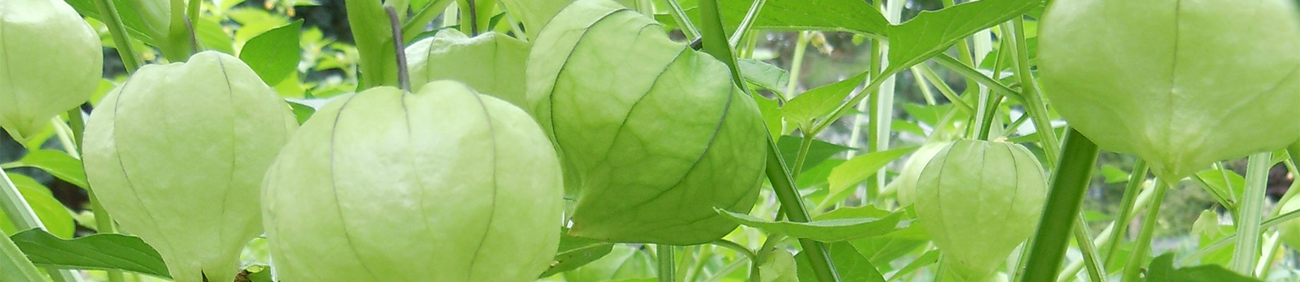 Tomatillo seed supplier for farms and farming