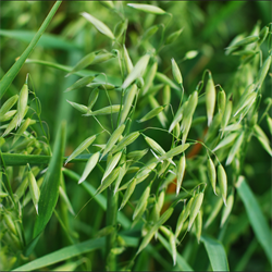 Cover Crop