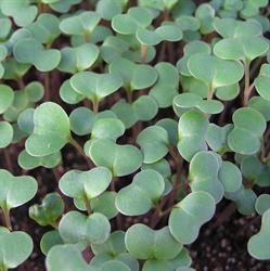 Microgreens